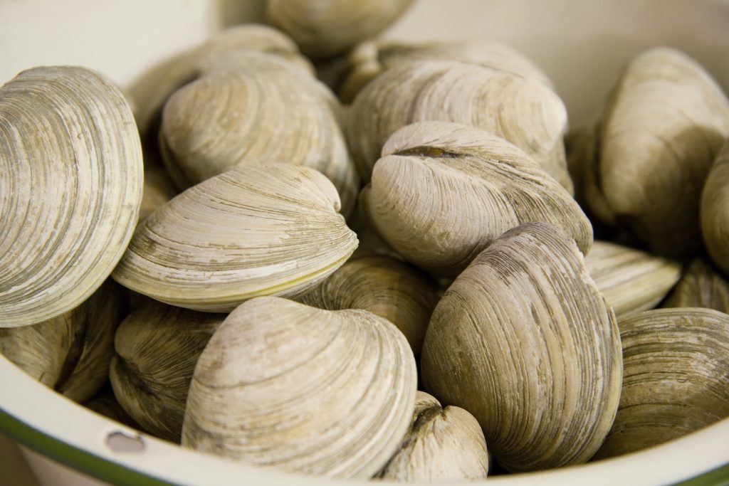 group of clams